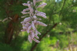 Imagem de Tamarix chinensis Lour.