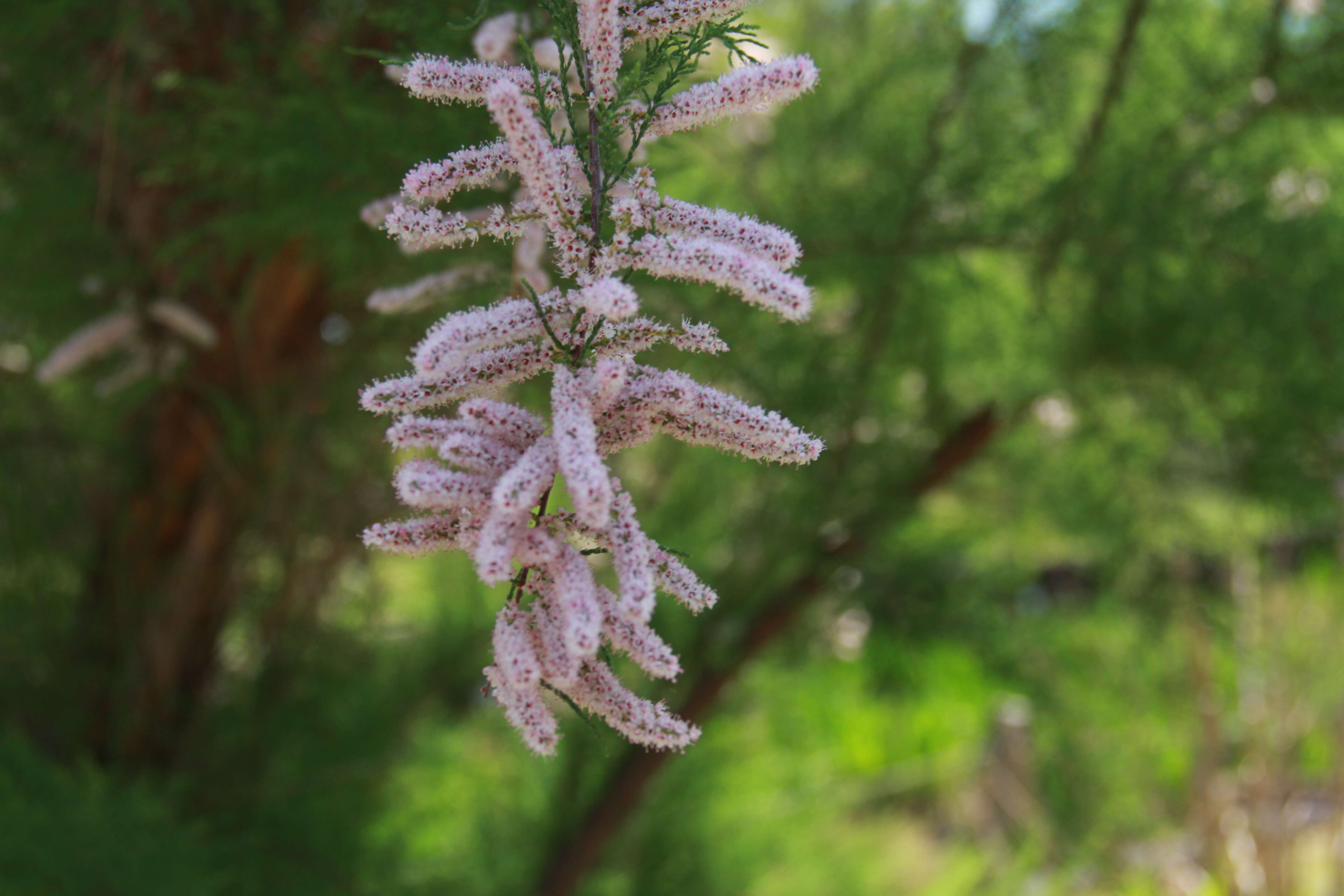 Imagem de Tamarix chinensis Lour.