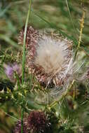 Plancia ëd Cirsium drummondii Torr. & A. Gray