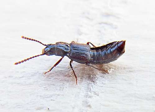 Image of Coprophilus (Coprophilus) striatulus (Fabricius 1792)