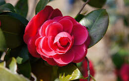 Image of camellia