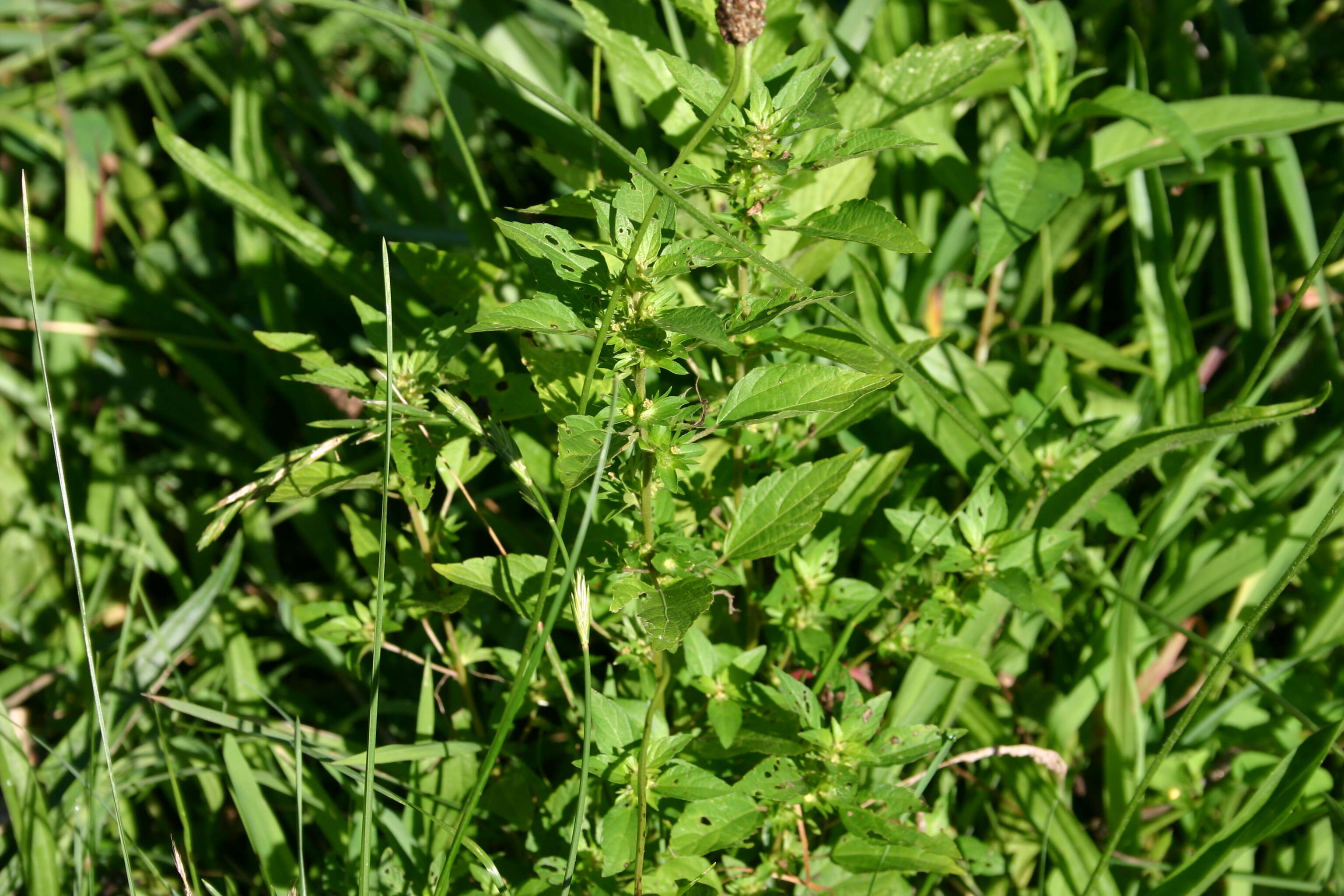 Imagem de Acalypha virginica var. rhomboidea (Raf.) Cooperr.