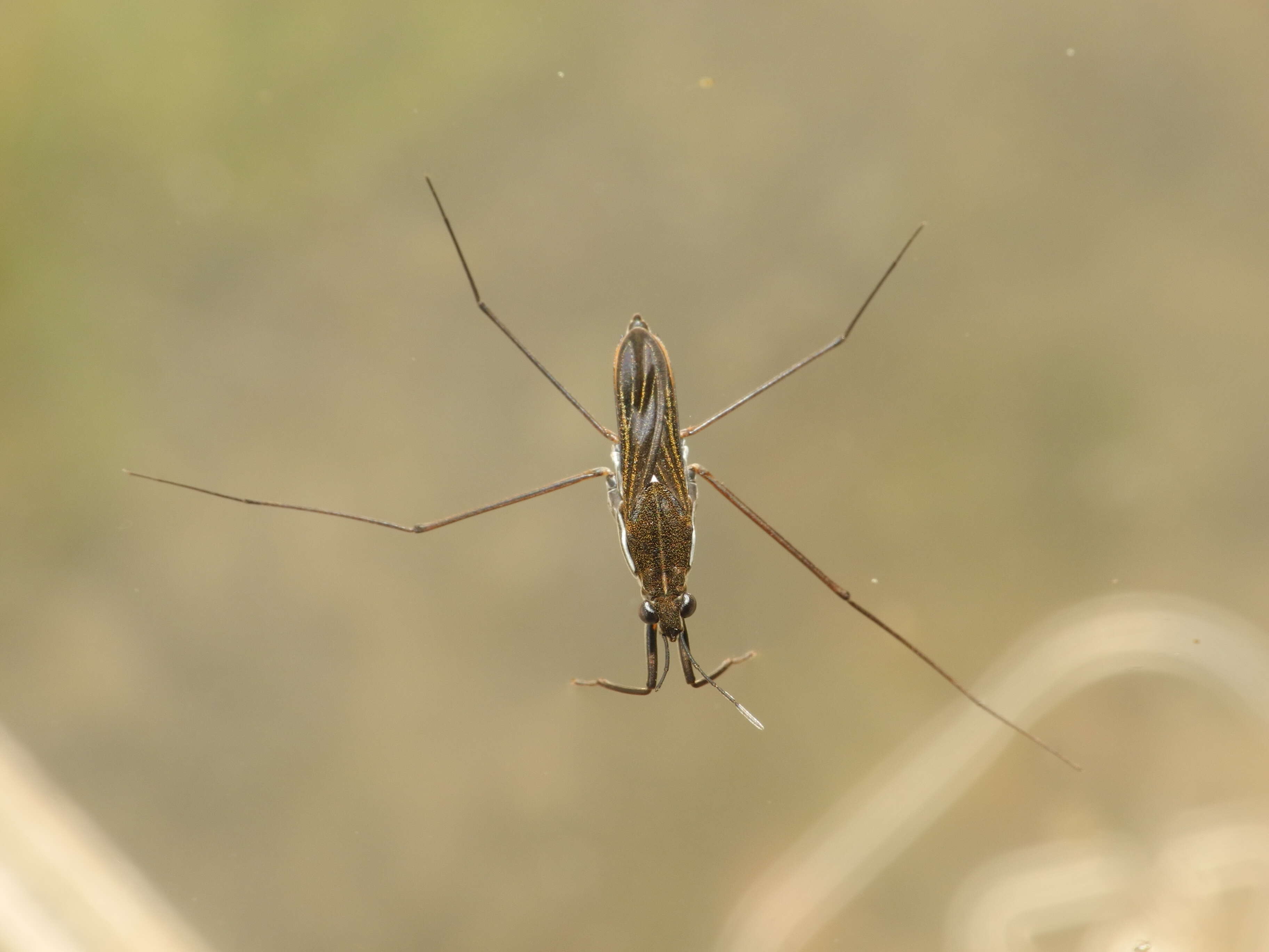 Image of Pond Skate