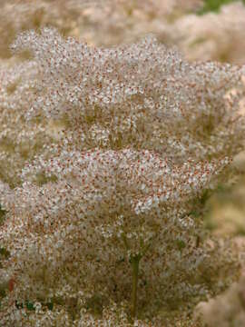 Image of Filipendula palmata (Pall.) Maxim.