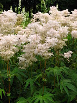 Plancia ëd Filipendula palmata (Pall.) Maxim.