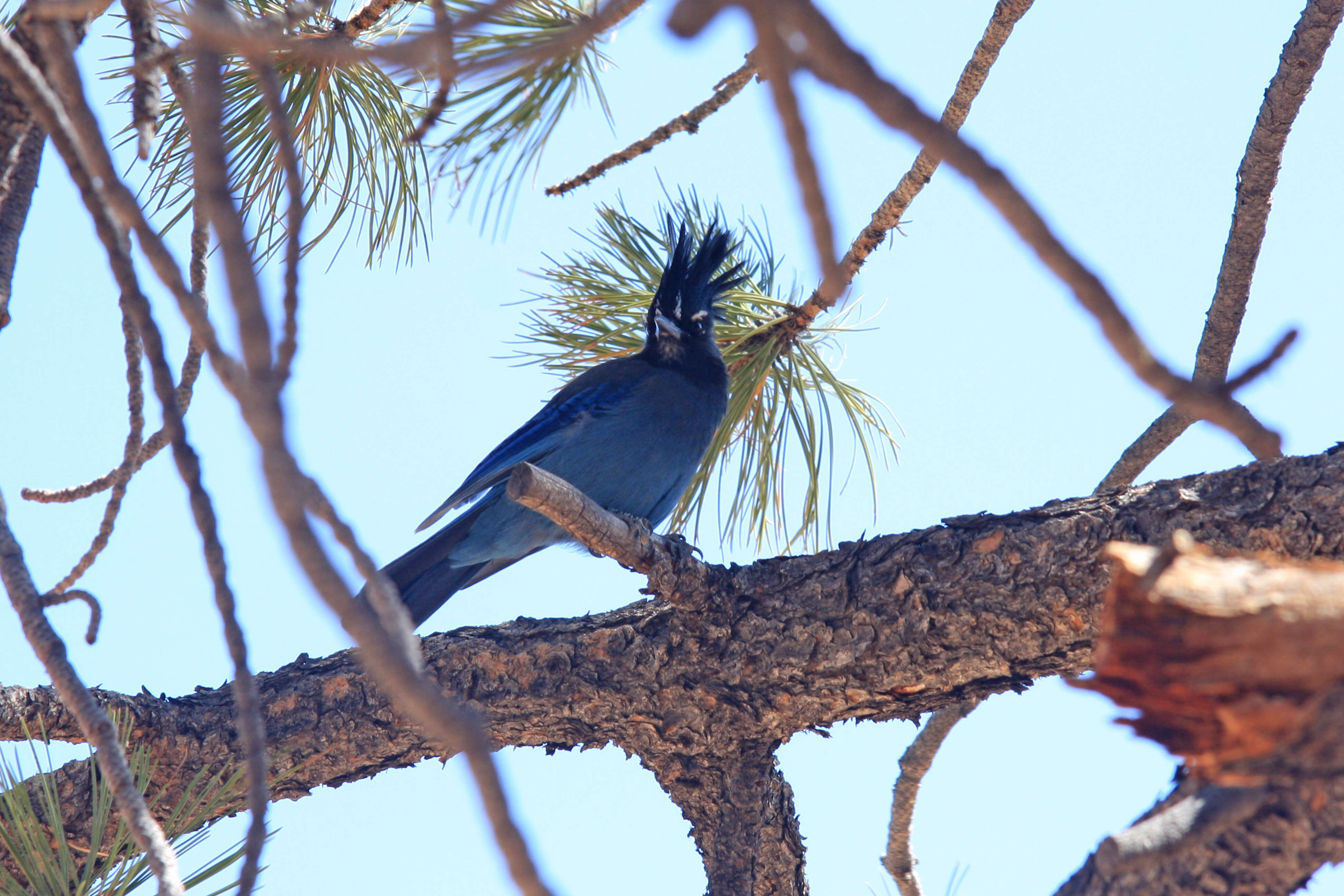 Image of Steller's Jay