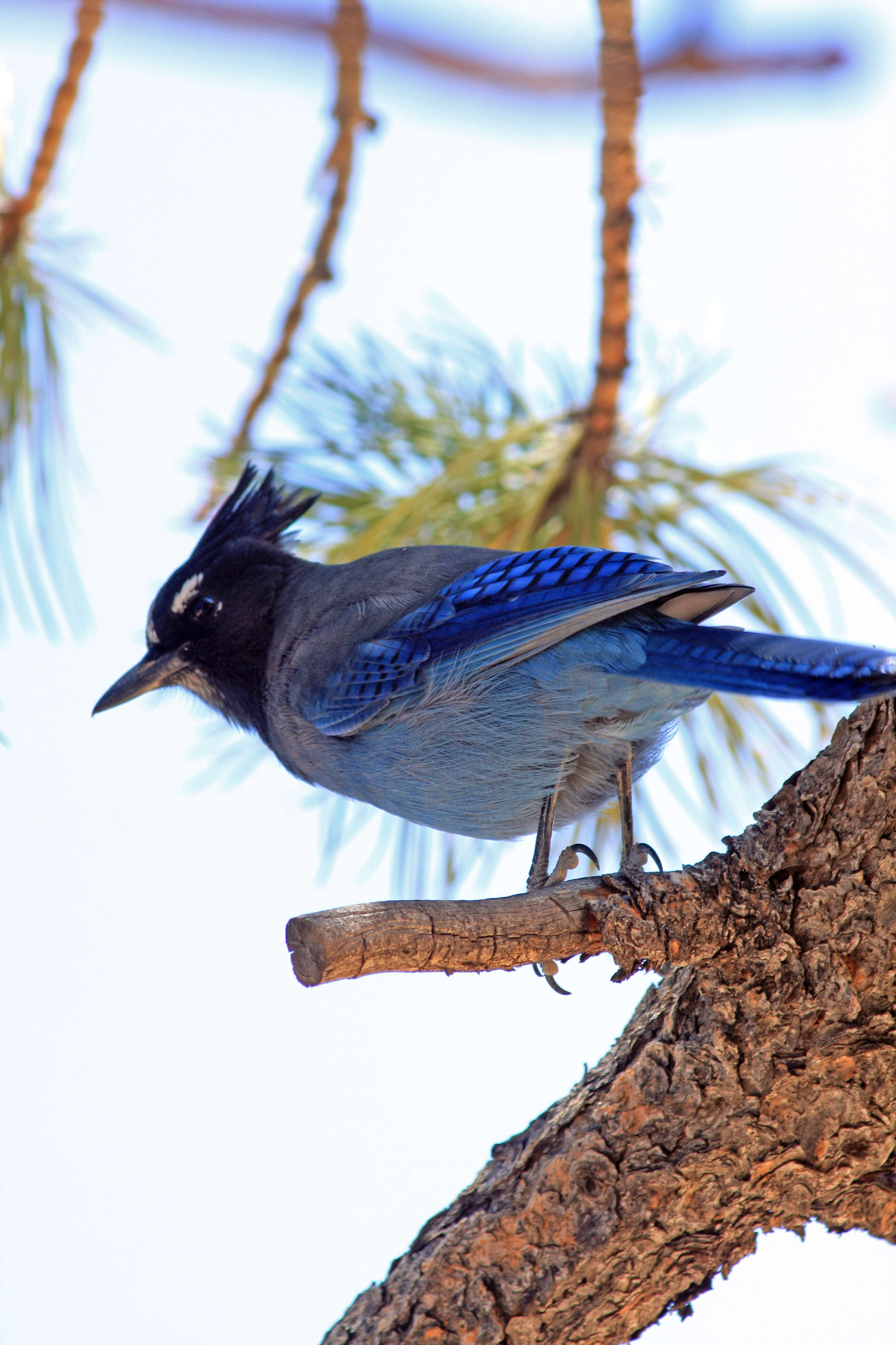 Image of Steller's Jay