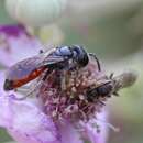 Imagem de Sphecodes crassus Thomson 1870