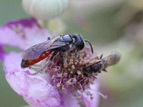 Imagem de Sphecodes crassus Thomson 1870