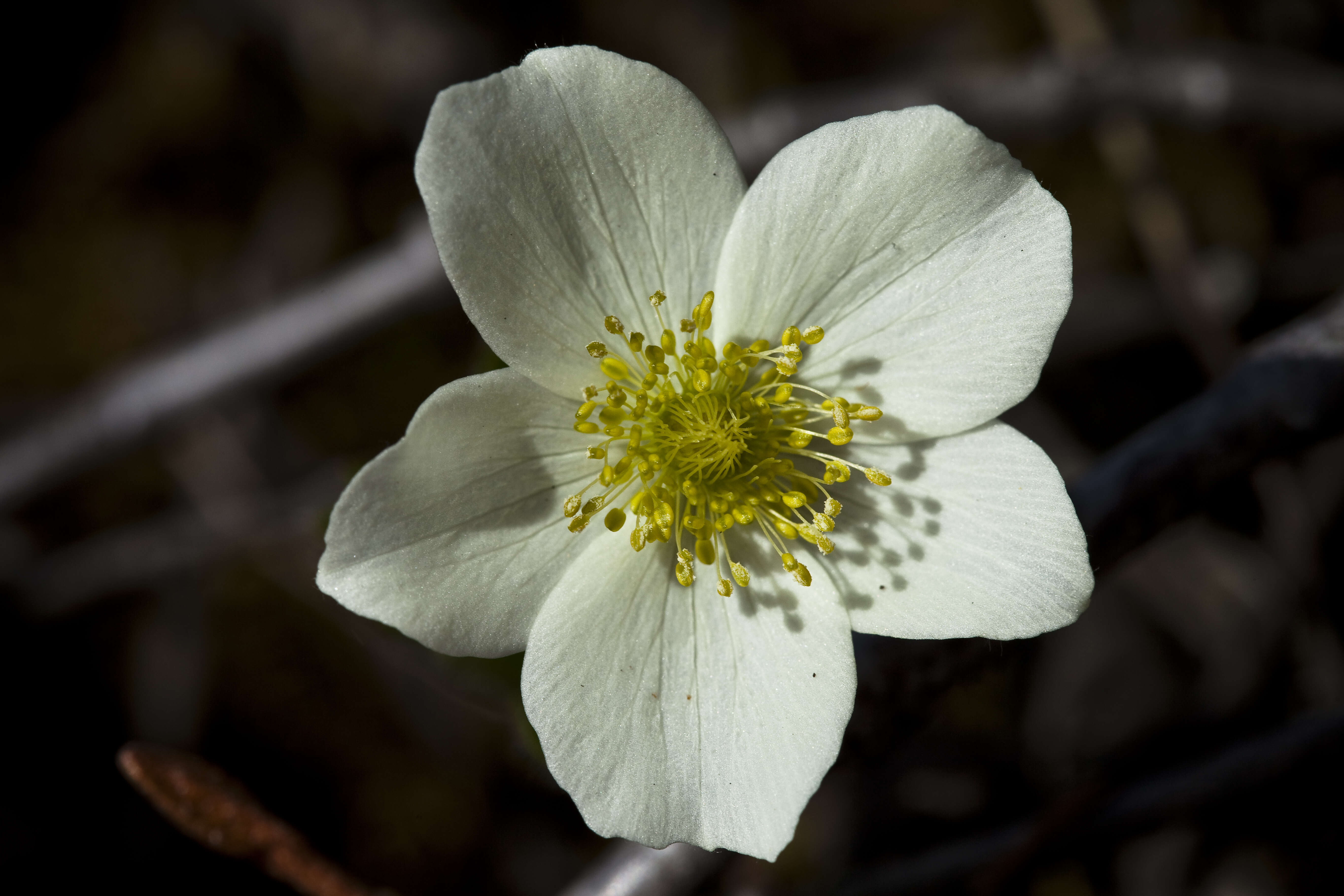 Anemone parviflora Michx. resmi