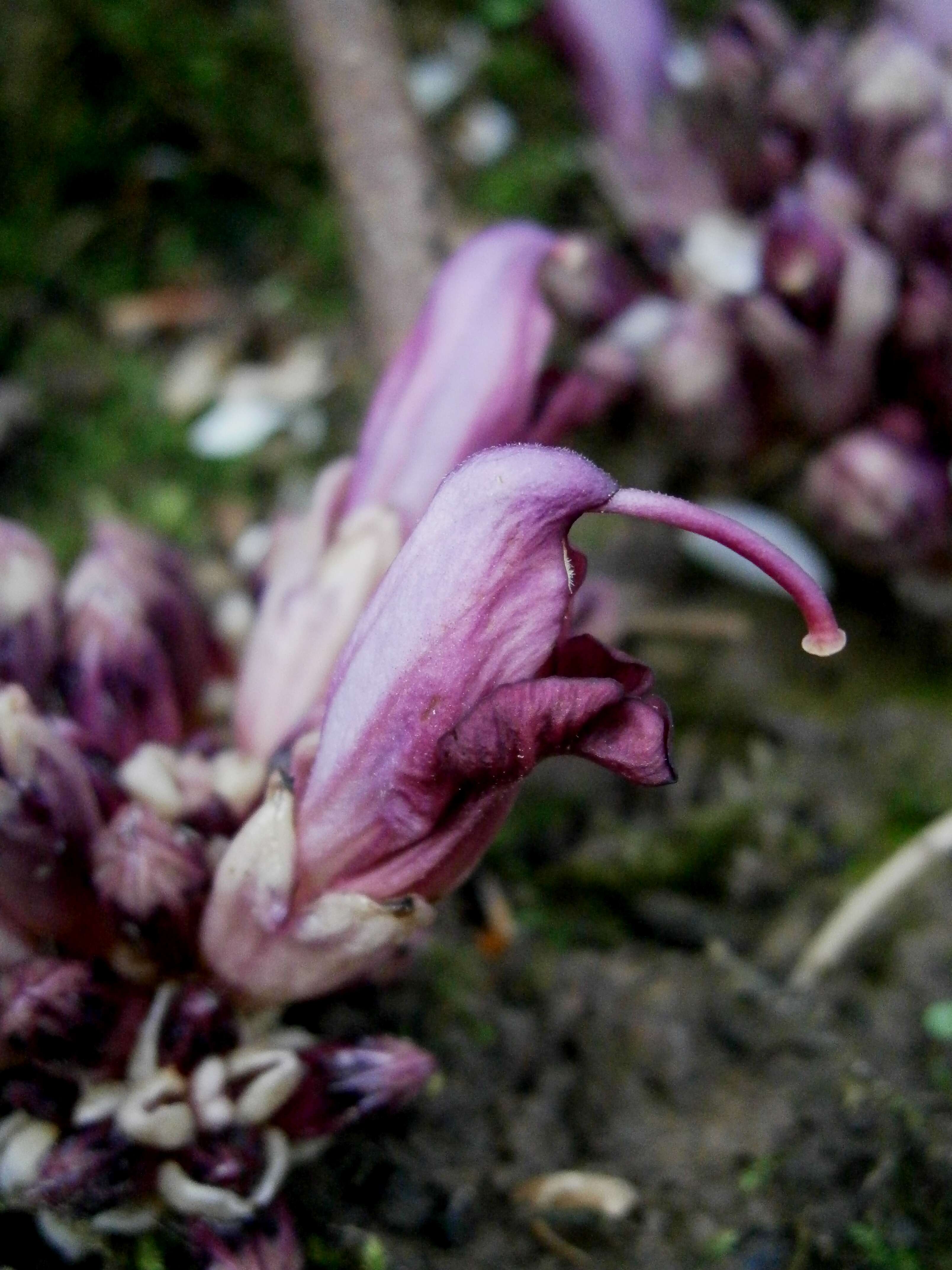 Image of Lathraea clandestina L.