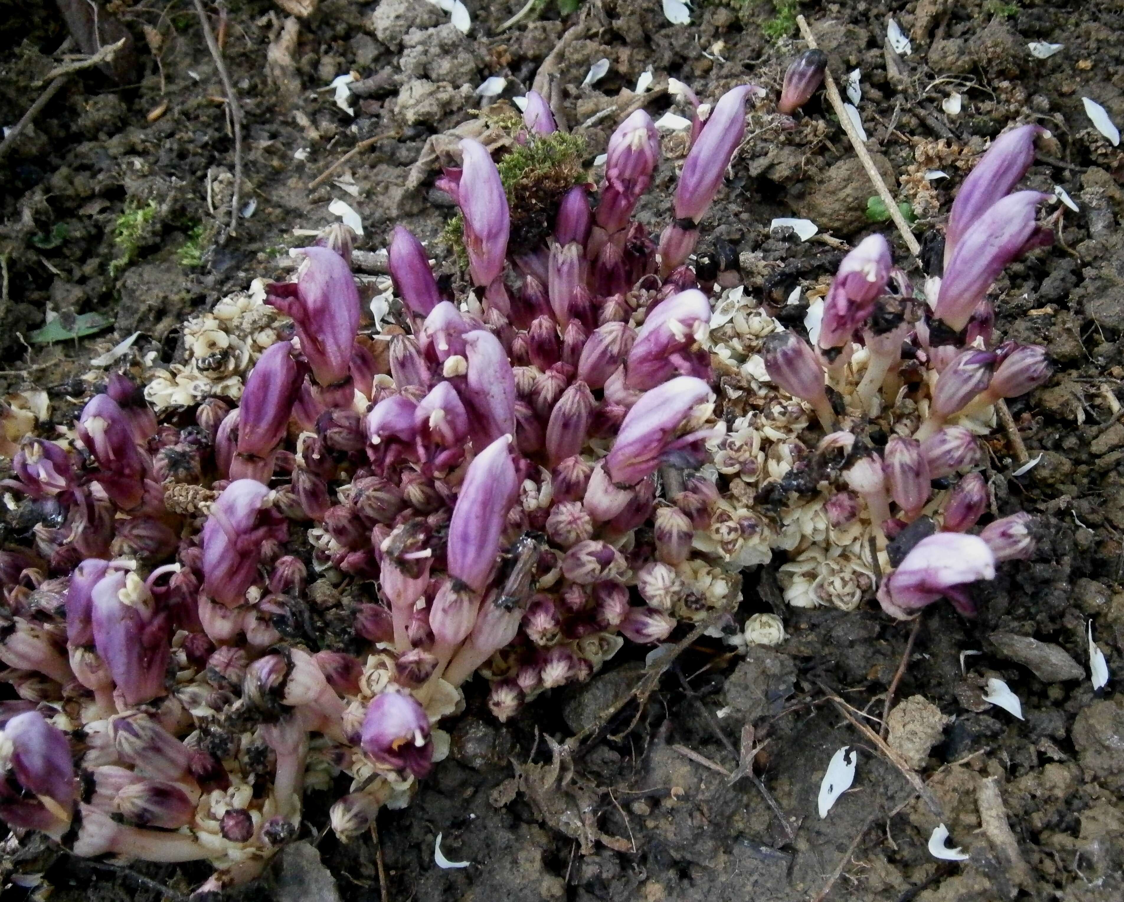 Image of Lathraea clandestina L.