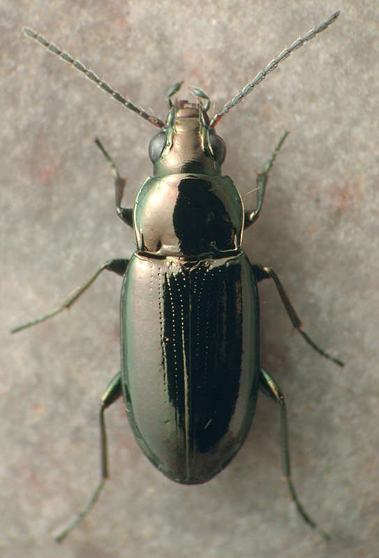 Image of Bembidion (Eurytrachelus) nitidum (Kirby 1837)