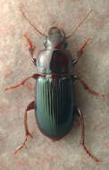 Sivun Harpalus (Harpalus) amputatus Say 1830 kuva