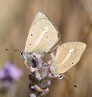 Image of Polyommatus ripartii