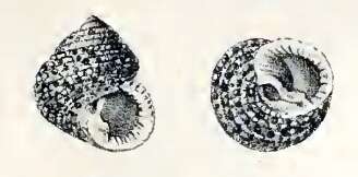 Imagem de Herpetopoma gemmatum (Gould 1845)