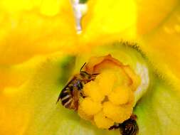 Image of Squash Bees