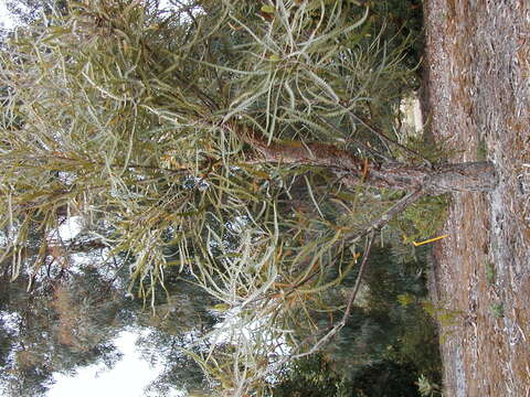Image of Banksia elegans Meissn.