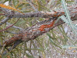 Image of Banksia elegans Meissn.