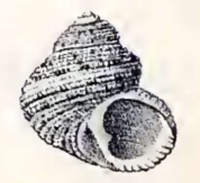 Image of Euchelus pullatus (Anton 1848)