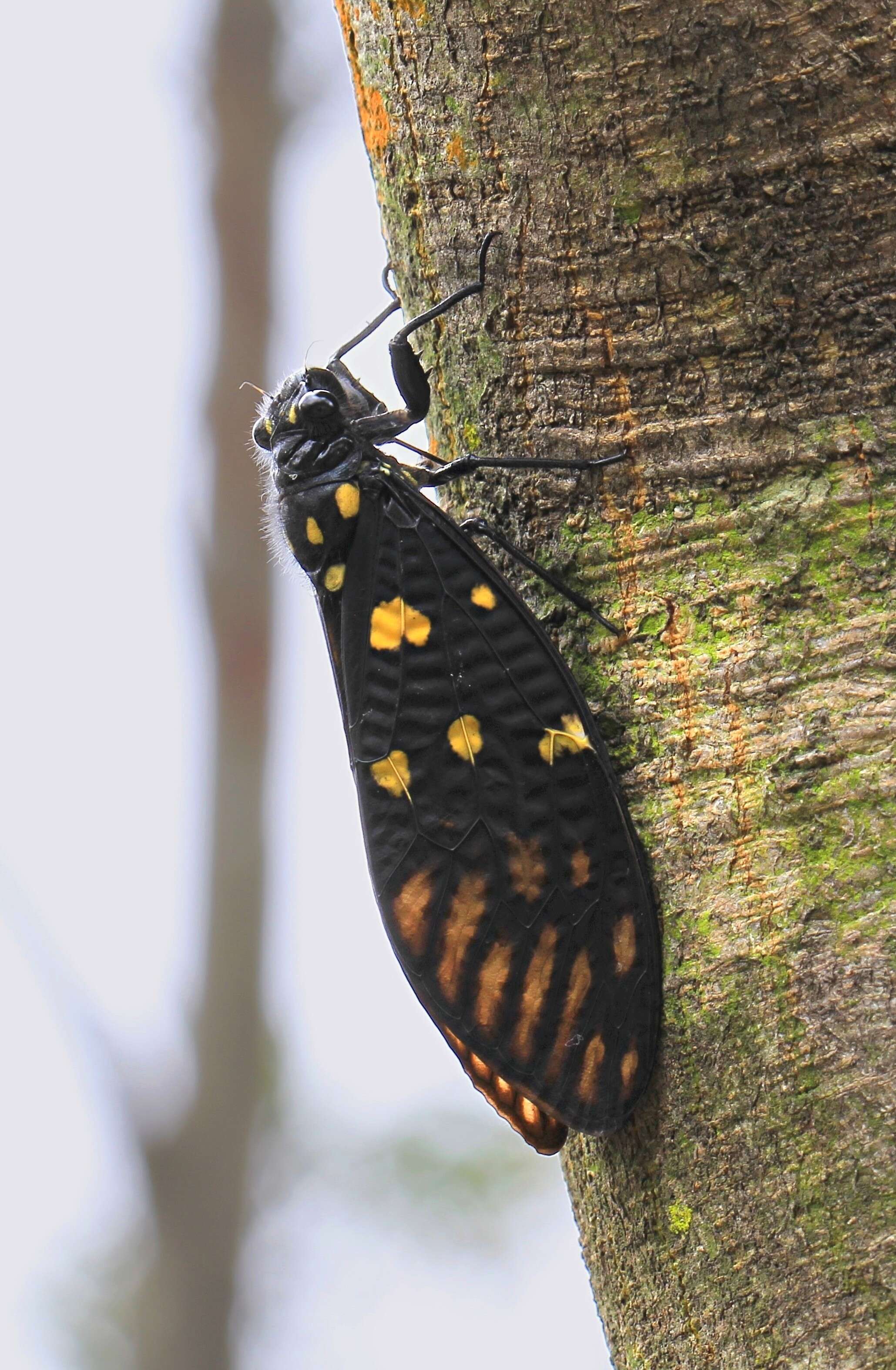 Image of Gaeana maculata (Drury 1773)