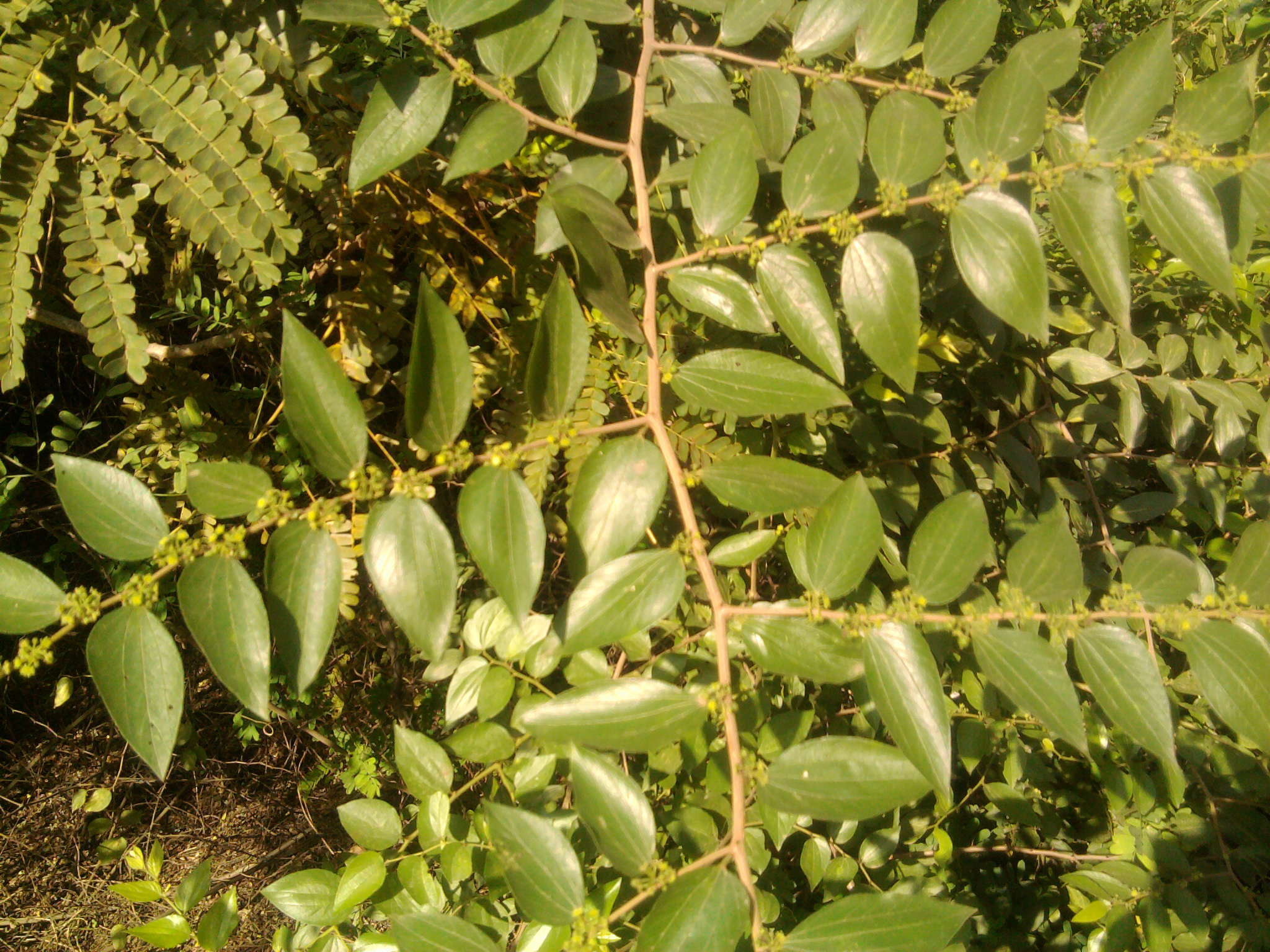 Image of Ziziphus oenopolia (L.) Mill.