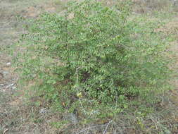 Image of Ziziphus oenopolia (L.) Mill.