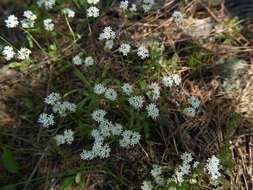 Plancia ëd Valerianella nuttallii (Torr. & Gray) Walp.