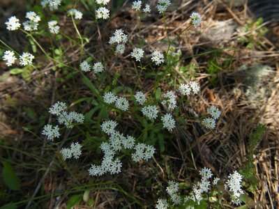 Plancia ëd Valerianella nuttallii (Torr. & Gray) Walp.