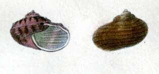 Image of Granata japonica (A. Adams 1850)