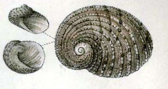 Image of Granata lyrata (Pilsbry 1890)