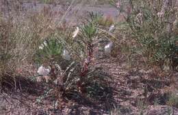 Plancia ëd Oenothera harringtonii W. L. Wagner, R. Stockhouse & W. M. Klein