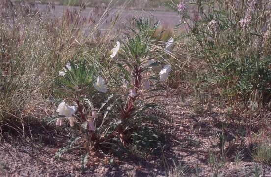 Image of Colorado Springs evening primrose