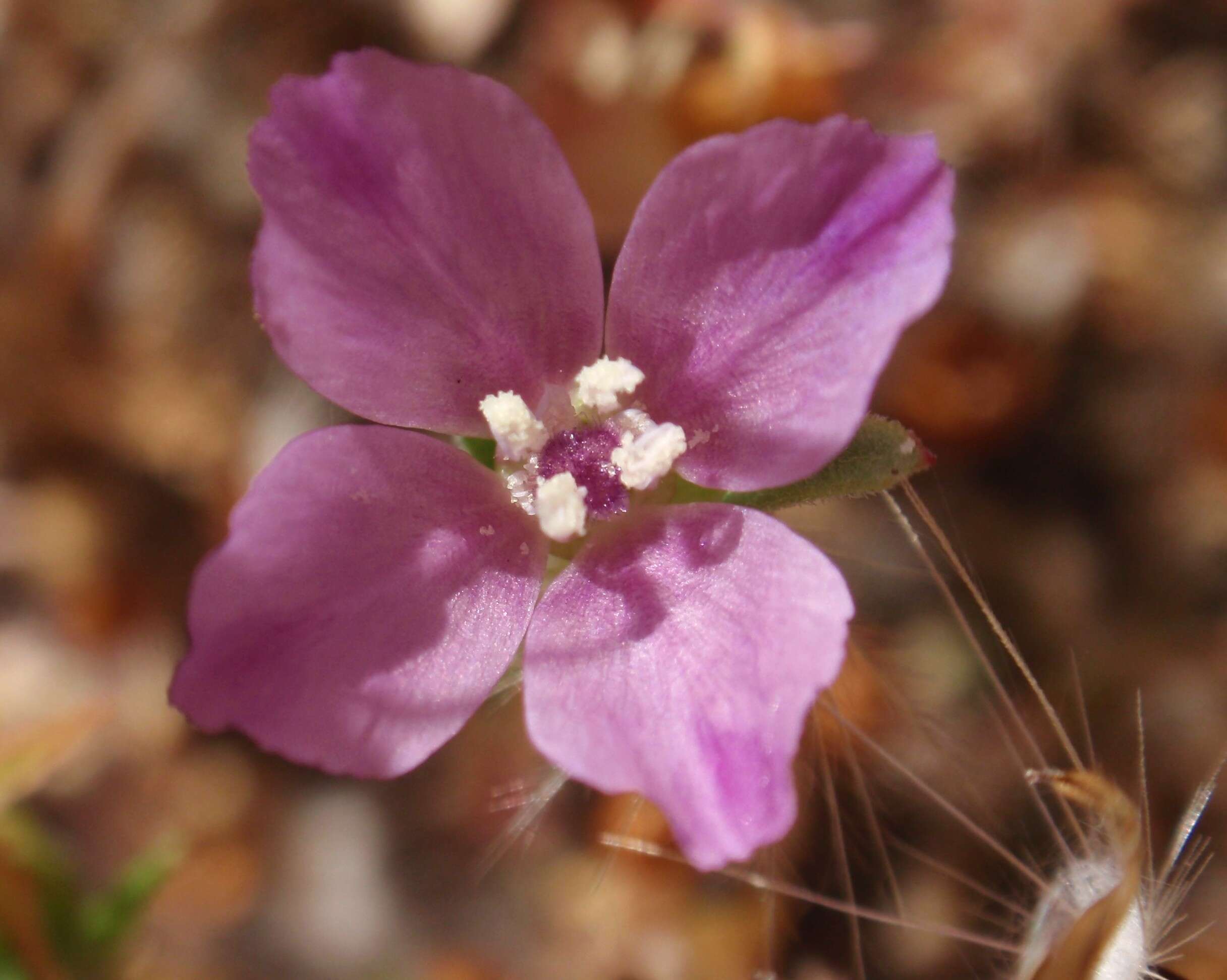 Image of slender clarkia