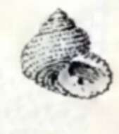 Image of Herpetopoma bellum (Hutton 1873)