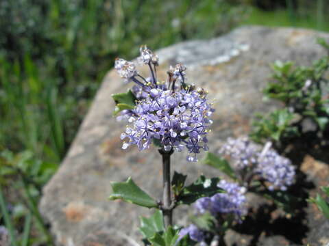 Image of Rincon Ridge ceanothus