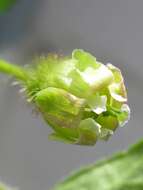 Image of eastern prickly gooseberry