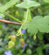 Image of eastern prickly gooseberry