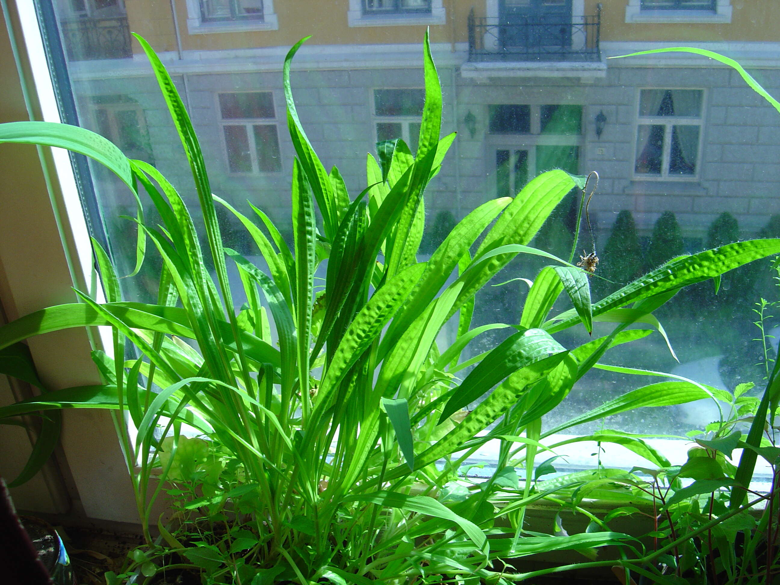 Imagem de Plantago leiopetala Lowe