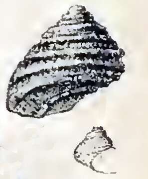 Image of Herpetopoma pauperculum (Lischke 1872)