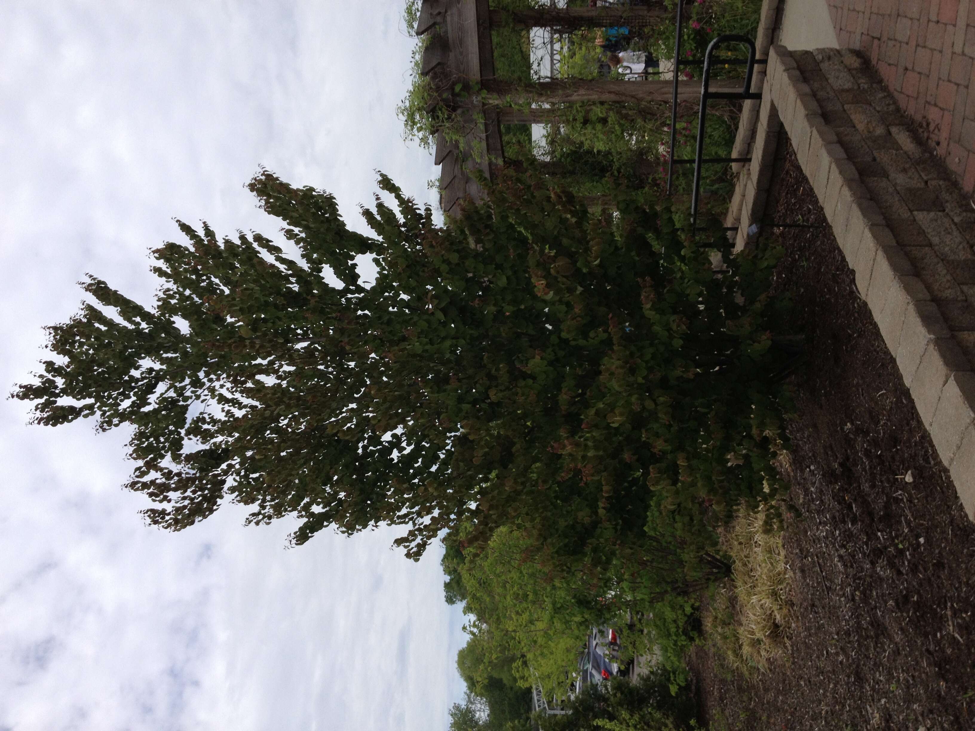 Image of katsura tree family