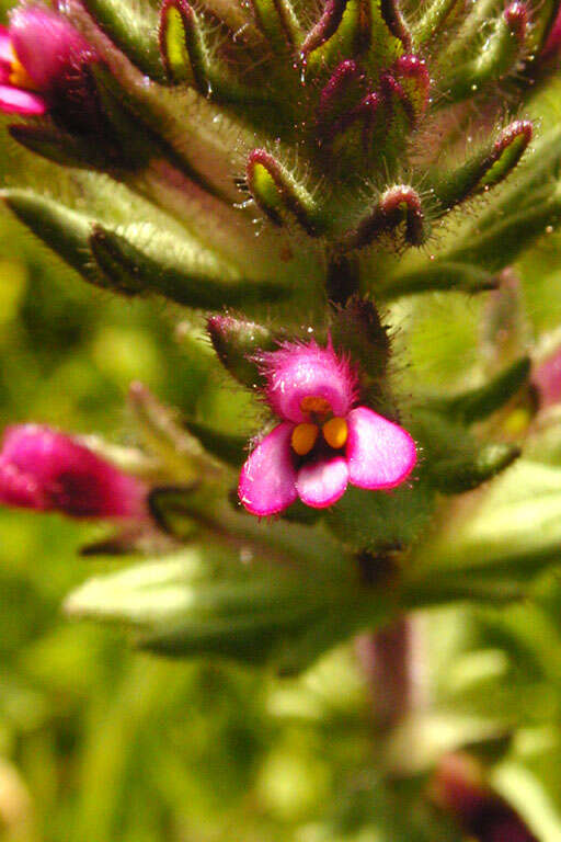 Imagem de Parentucellia latifolia (L.) Caruel