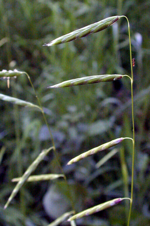 Image of North Coast semaphoregrass