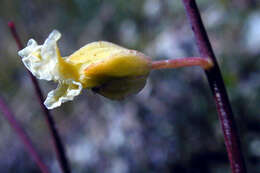 Image of bristly jewelflower
