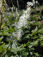 Image of tall bugbane