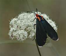 Image de Ctenucha rubroscapus