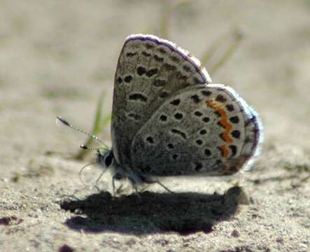 Image of Smith's blue butterfly