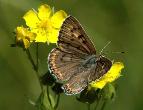 Imagem de Lycaena editha (Mead 1878)