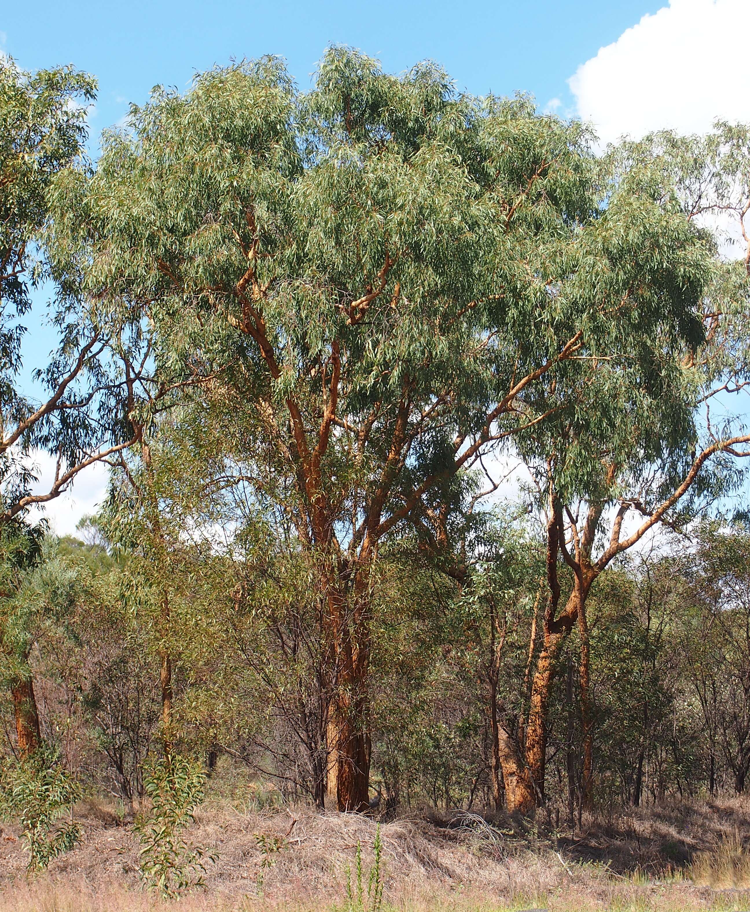 Image of Eucalyptus similis Maiden