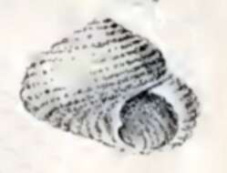 Image of Herpetopoma seychellarum (G. Nevill & H. Nevill 1869)